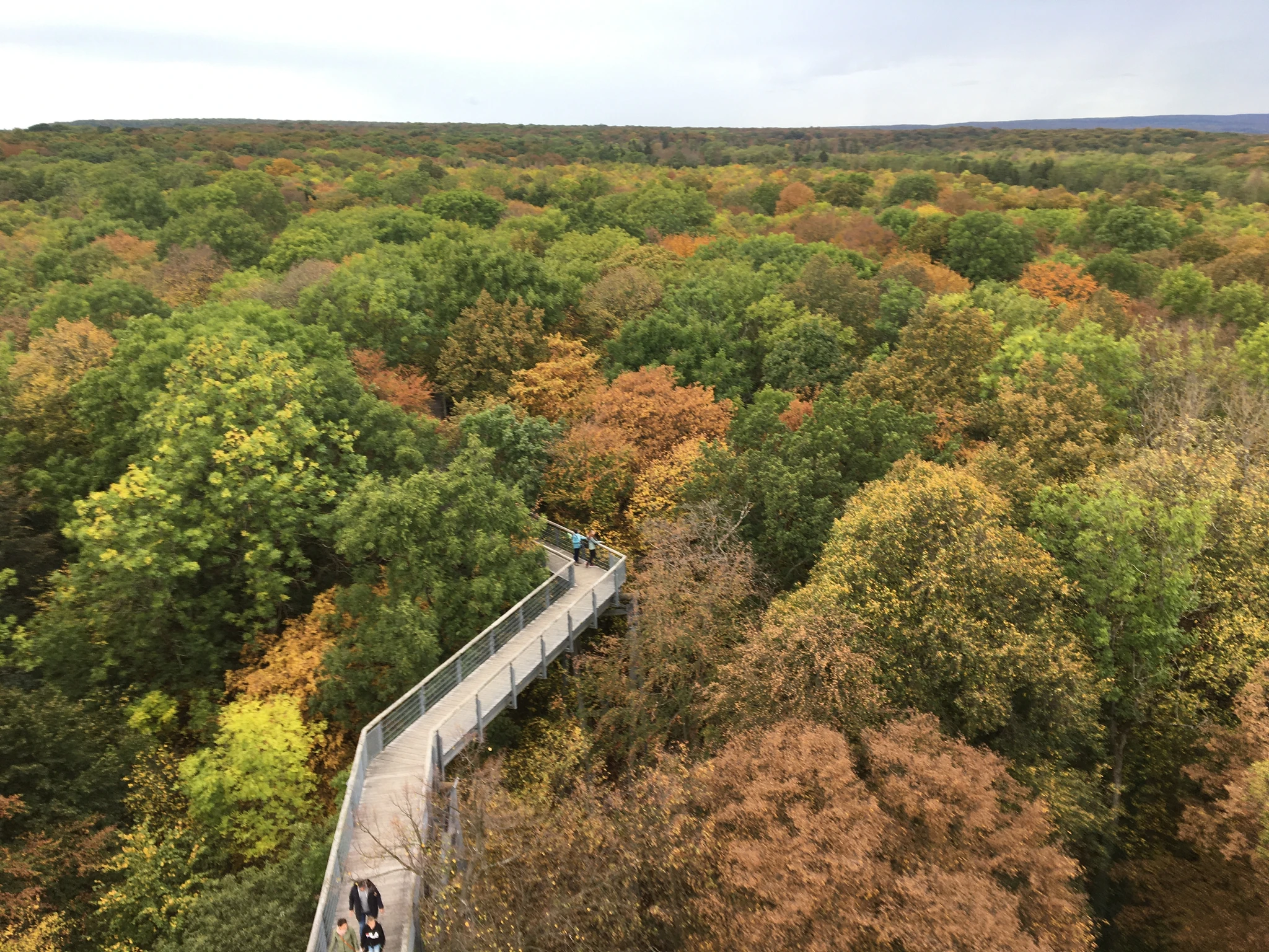 A forest turning gold and orange in autumn