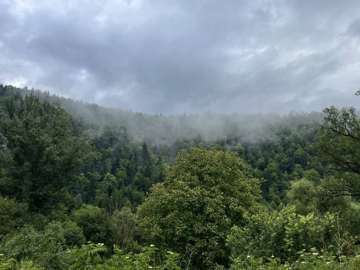 Misty hills above a green forest